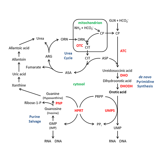 orotic acid test
